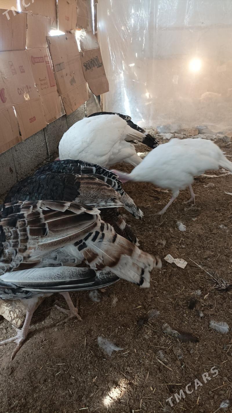 induk - Бабадайхан - img 4