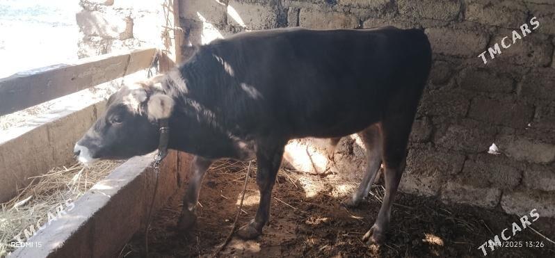 TÜWE B/N ÖKÜZ - Bagyr - img 3