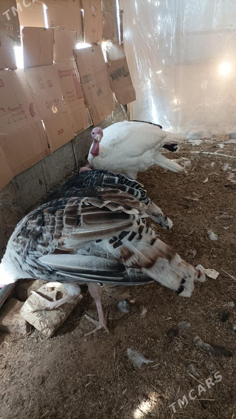 induk - Бабадайхан - img 5