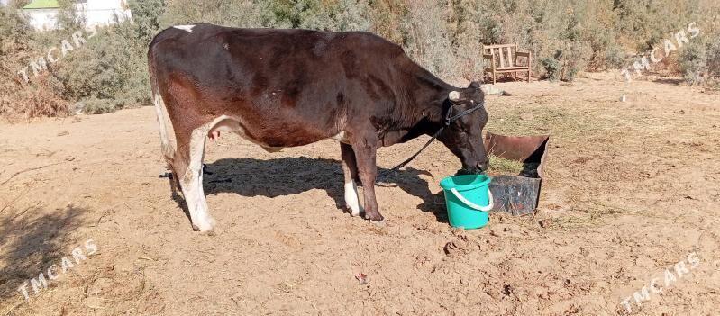 tuwe - Чоганлы - img 5