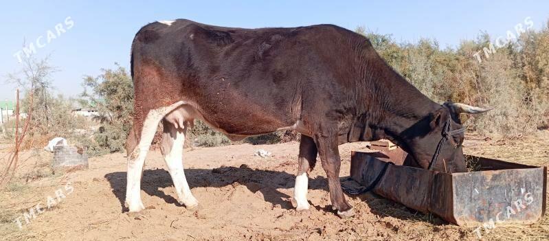 tuwe - Чоганлы - img 8