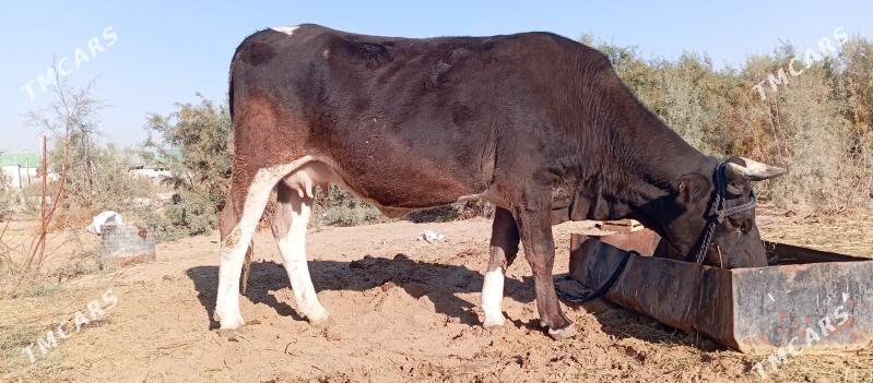 tuwe - Чоганлы - img 9