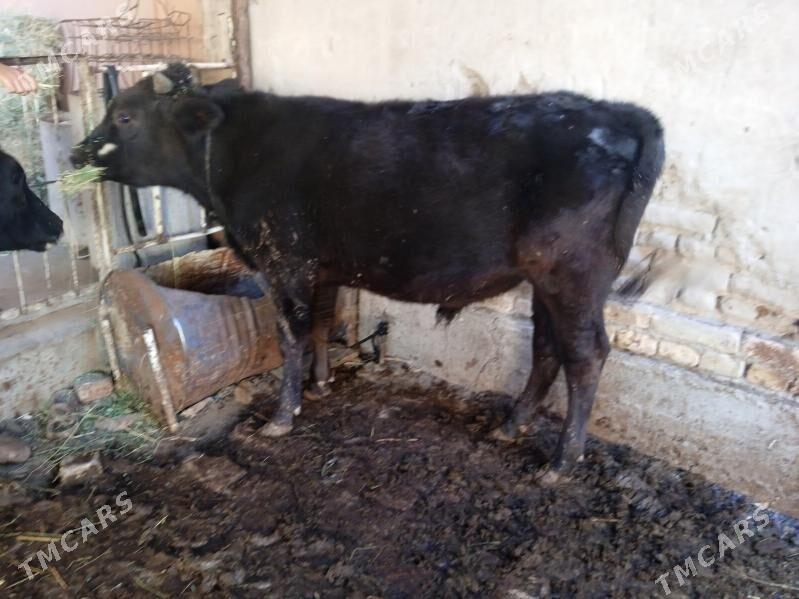 7 sany öküz - Туркменабат - img 7