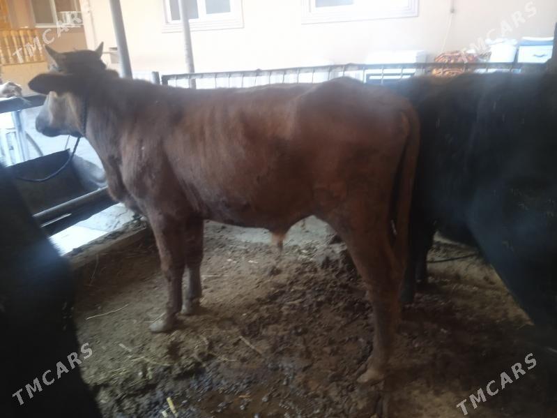 7 sany öküz - Туркменабат - img 5