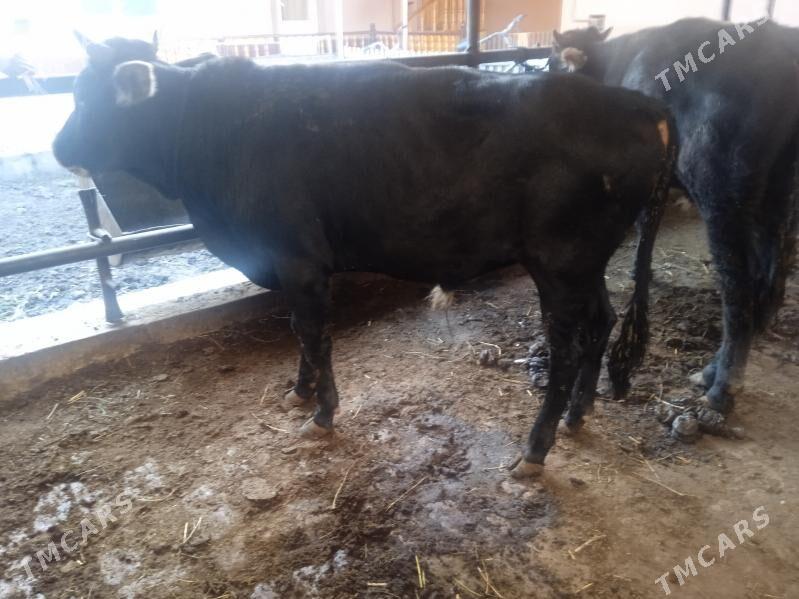 7 sany öküz - Туркменабат - img 6