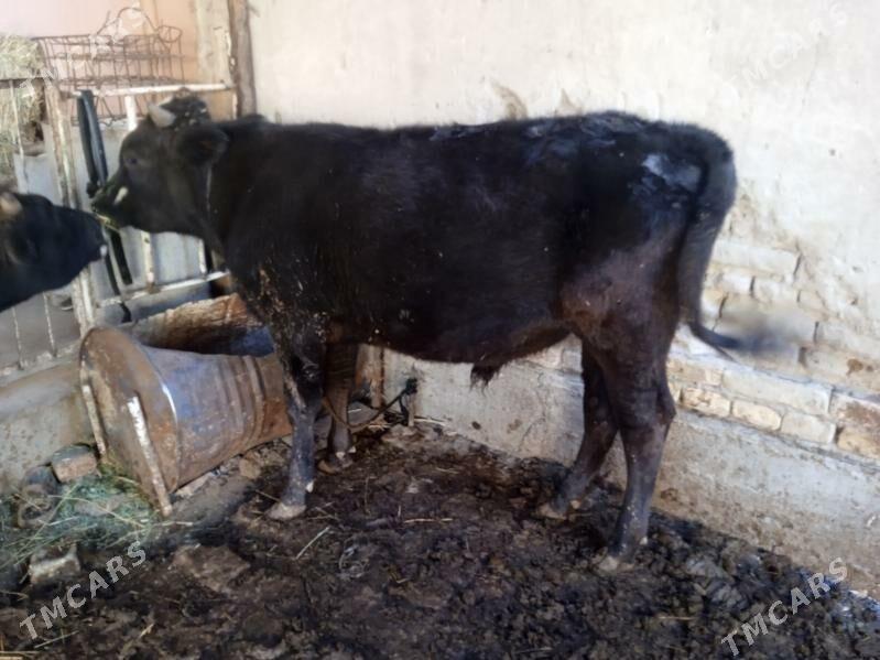 7 sany öküz - Туркменабат - img 2