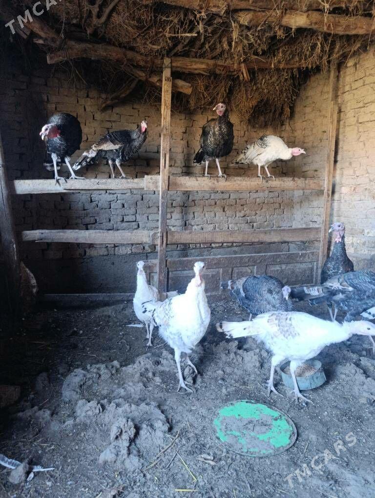 индюк - Туркменабат - img 2