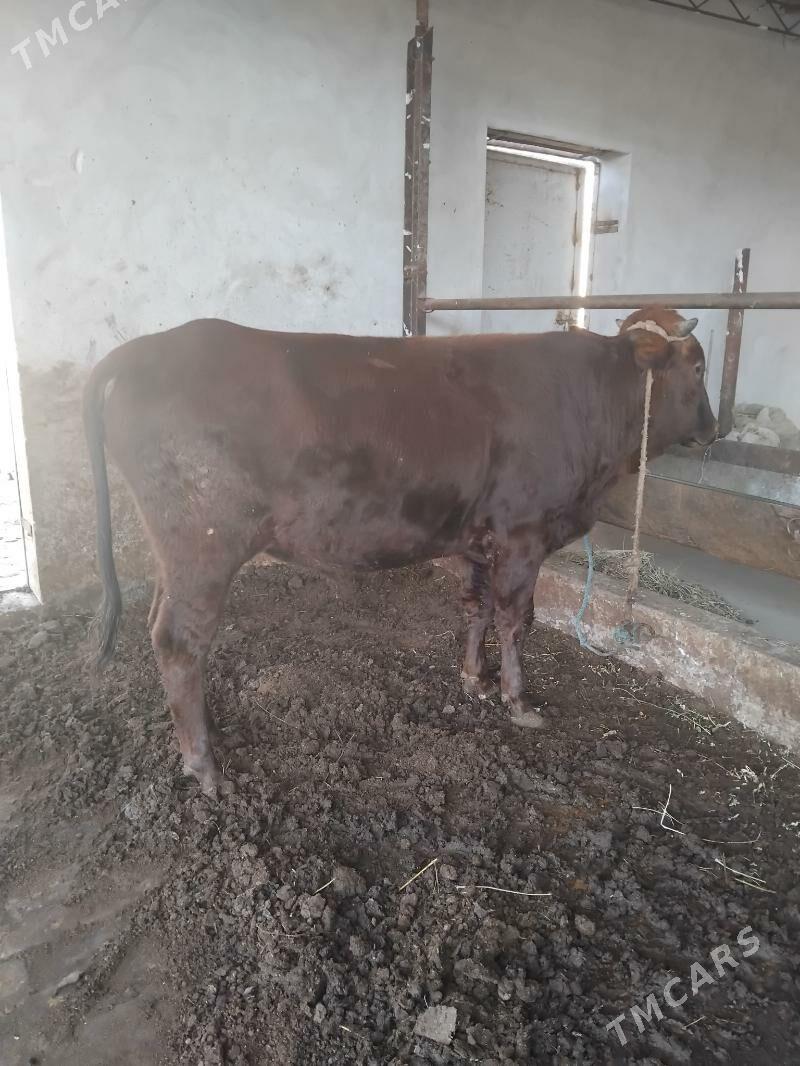 öküz - Туркменабат - img 2