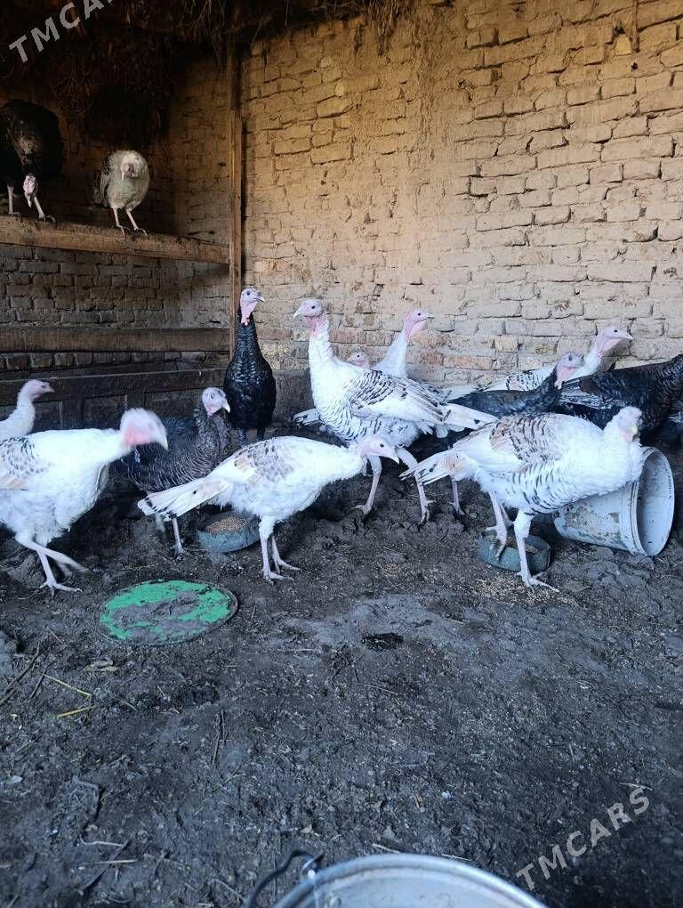 индюк - Туркменабат - img 3