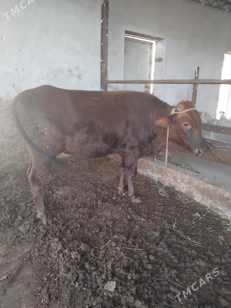 öküz - Туркменабат - img 3