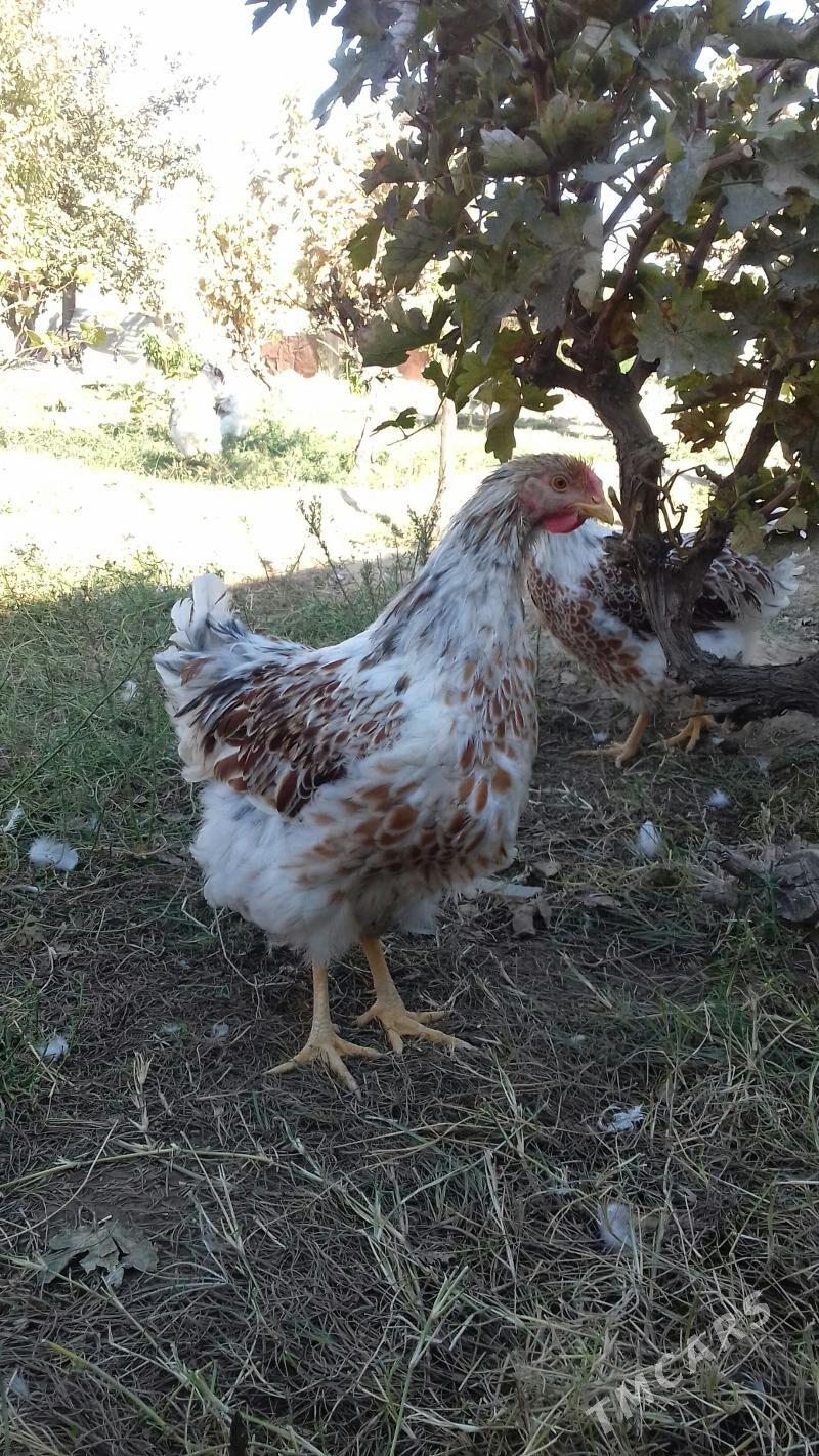 Виандот велое золото - Гызыларбат - img 2