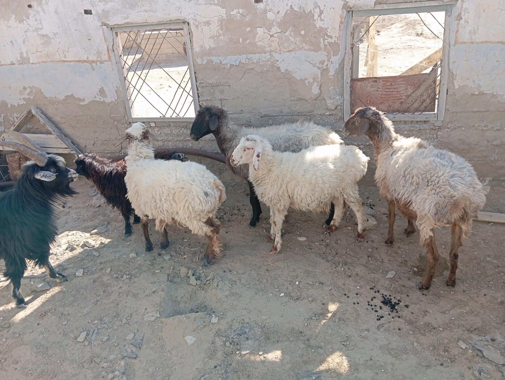 yeri bugdayyly goyun cevis gec - Esenguly - img 2