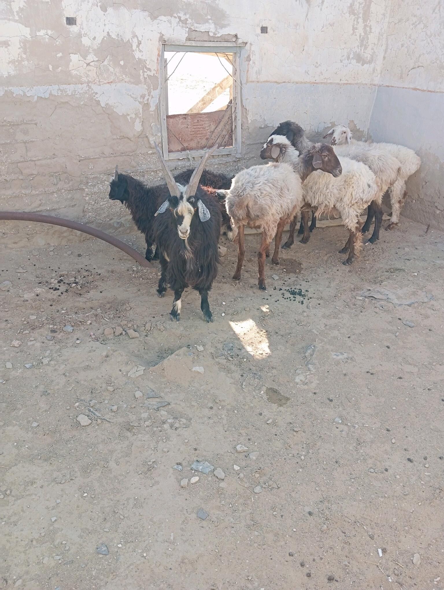 yeri bugdayyly goyun cevis gec - Esenguly - img 3