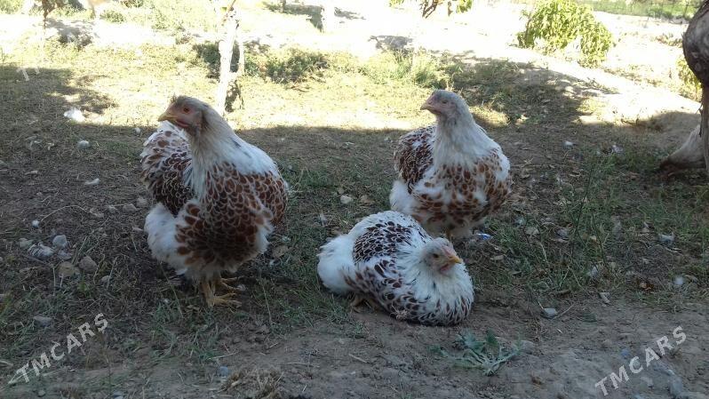 Виандот велое золото - Гызыларбат - img 6