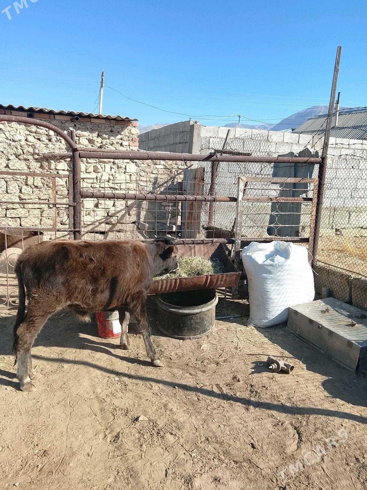 okuzçe 10 aýlyk - Балканабат - img 3