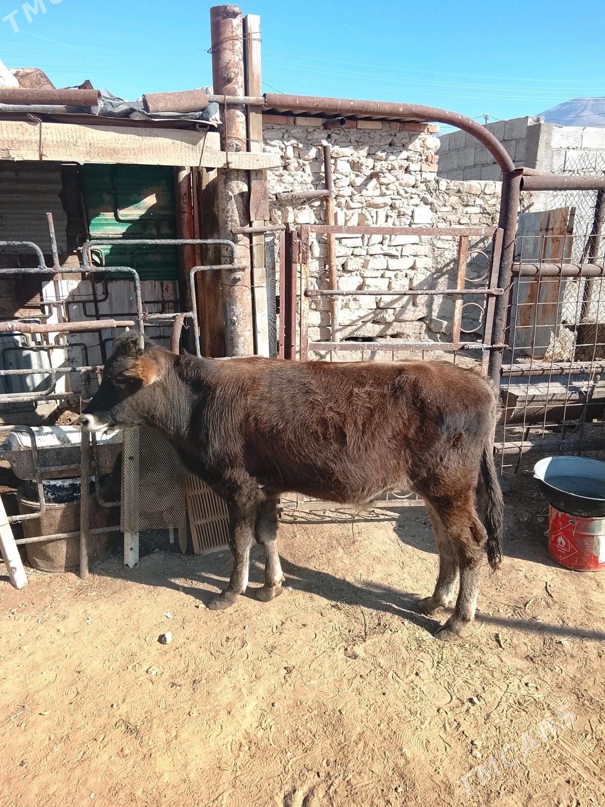 okuzçe 10 aýlyk - Балканабат - img 2