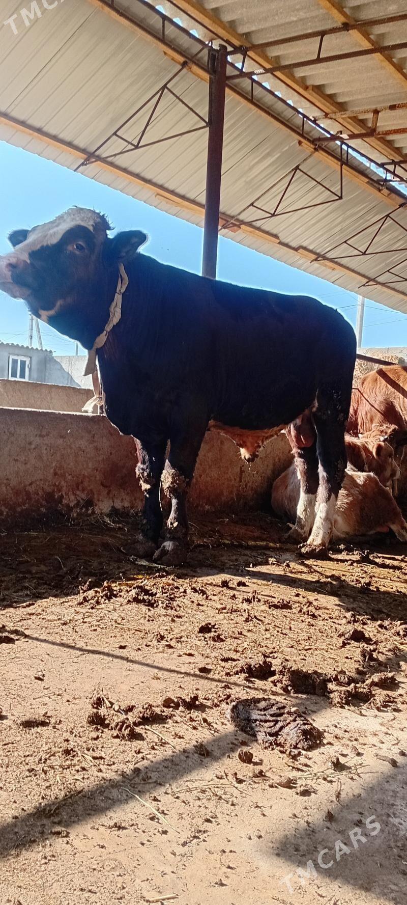 höwür öküz - Aşgabat - img 2