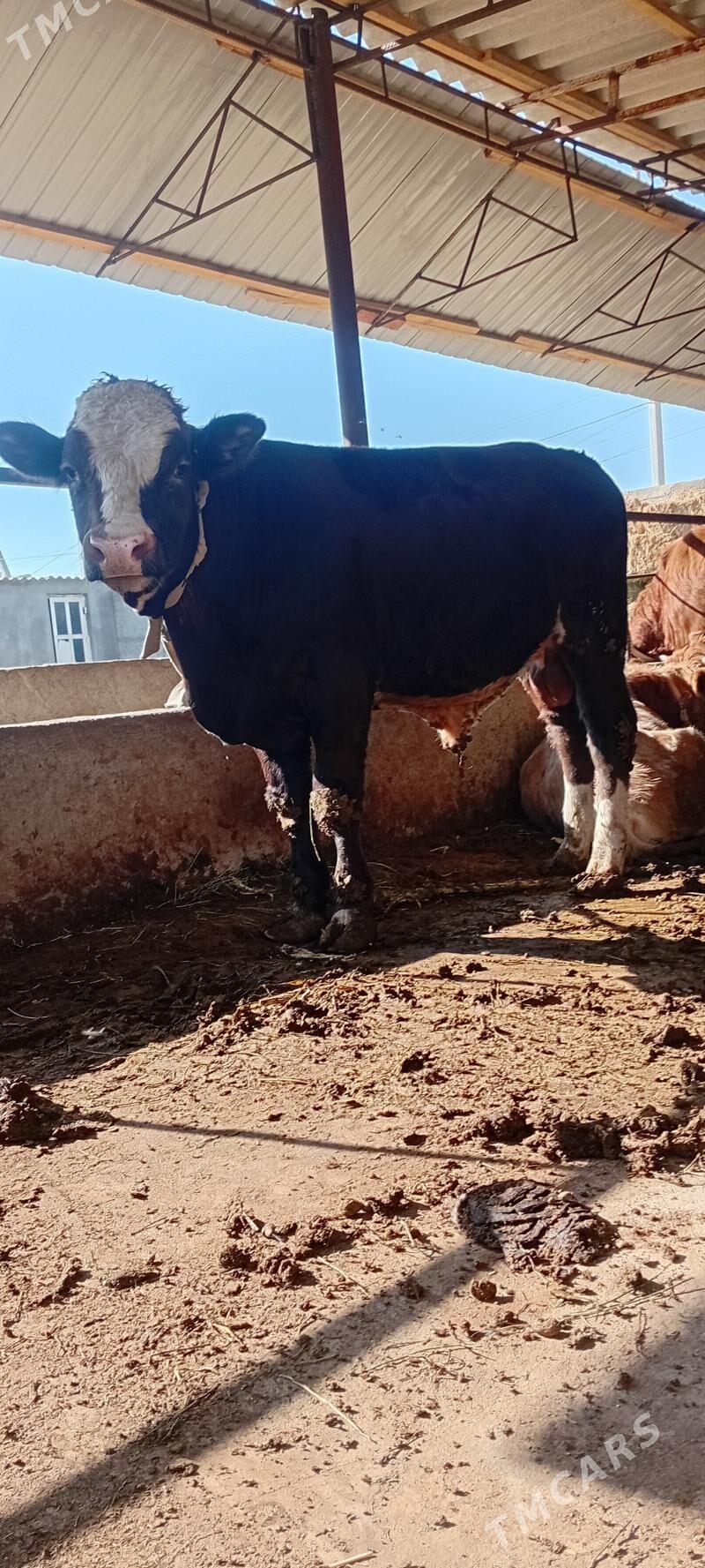 höwür öküz - Aşgabat - img 3