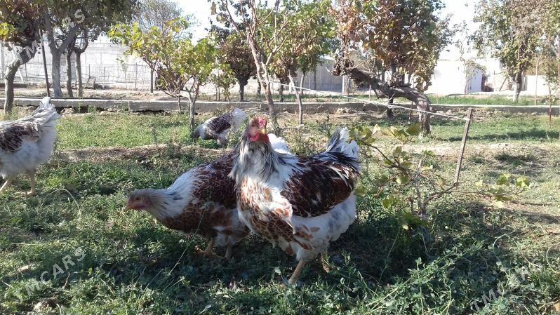 Виандот велое золото - Гызыларбат - img 7