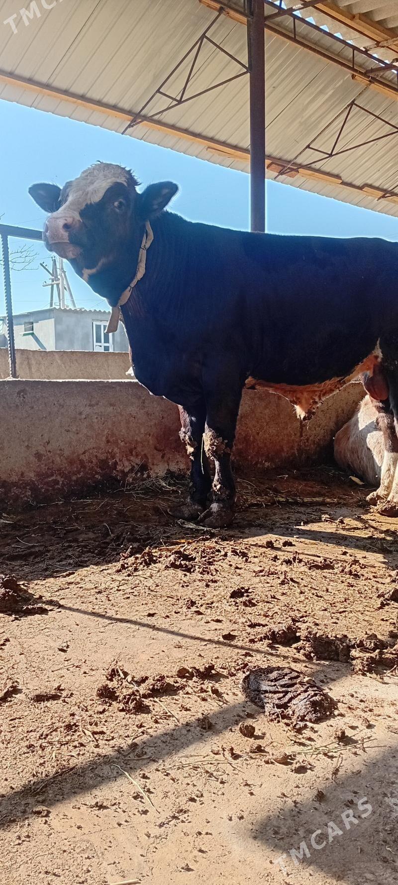 höwür öküz - Aşgabat - img 4