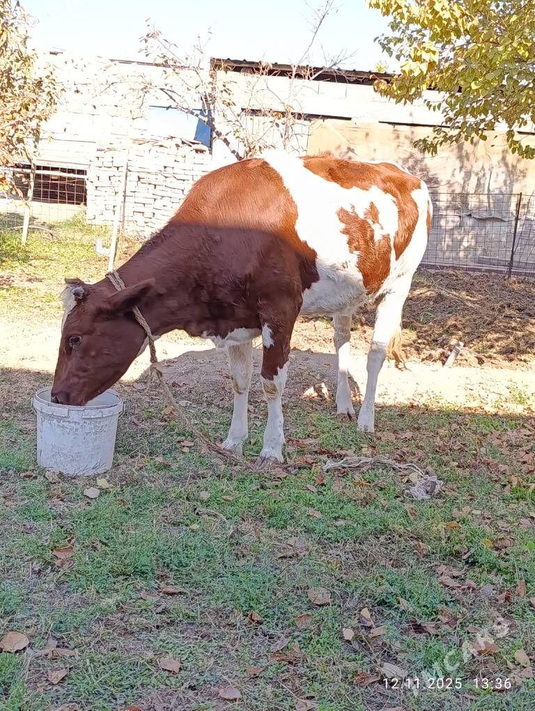 sygyr - Çoganly - img 2