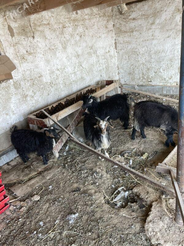 cewis - Bagyr - img 3