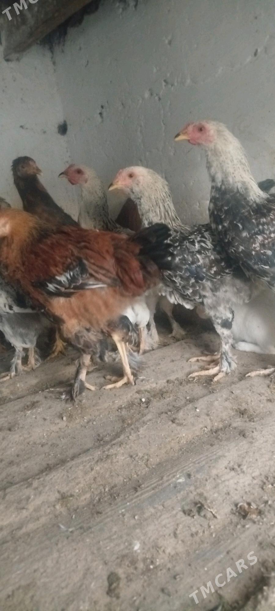 induk tovuk - Gyzylarbat - img 5