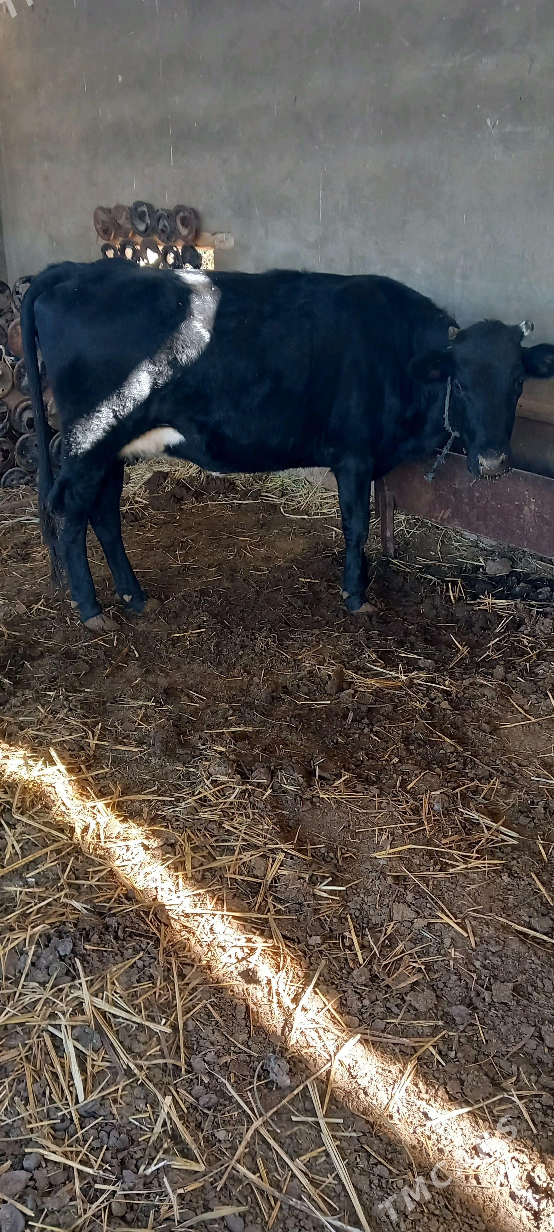 sygyr - Wekilbazar - img 3