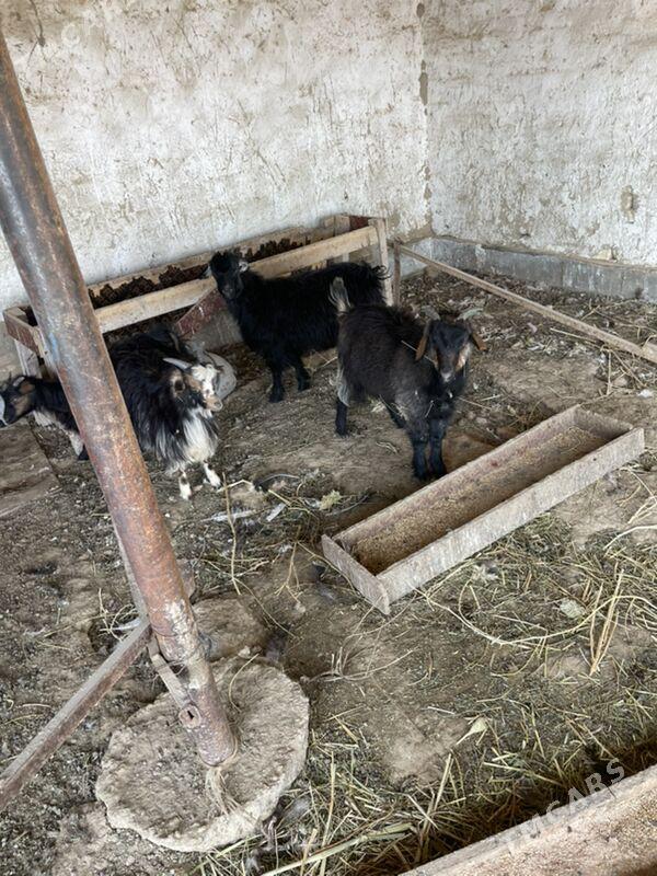 cewis - Bagyr - img 2