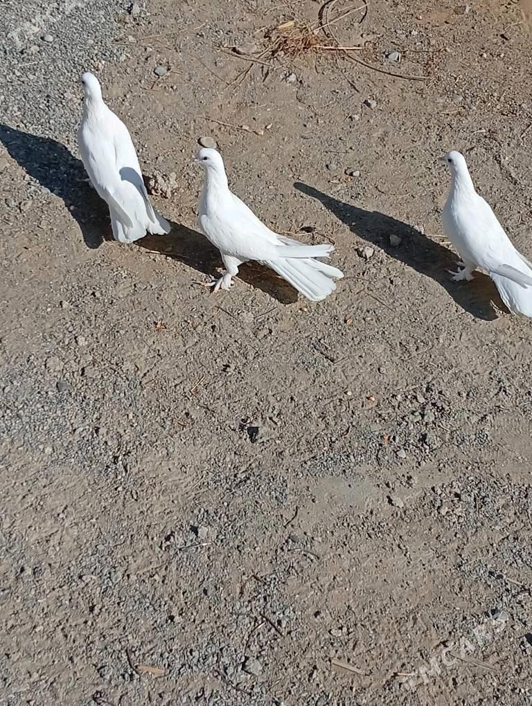 Kepderi - Änew - img 3