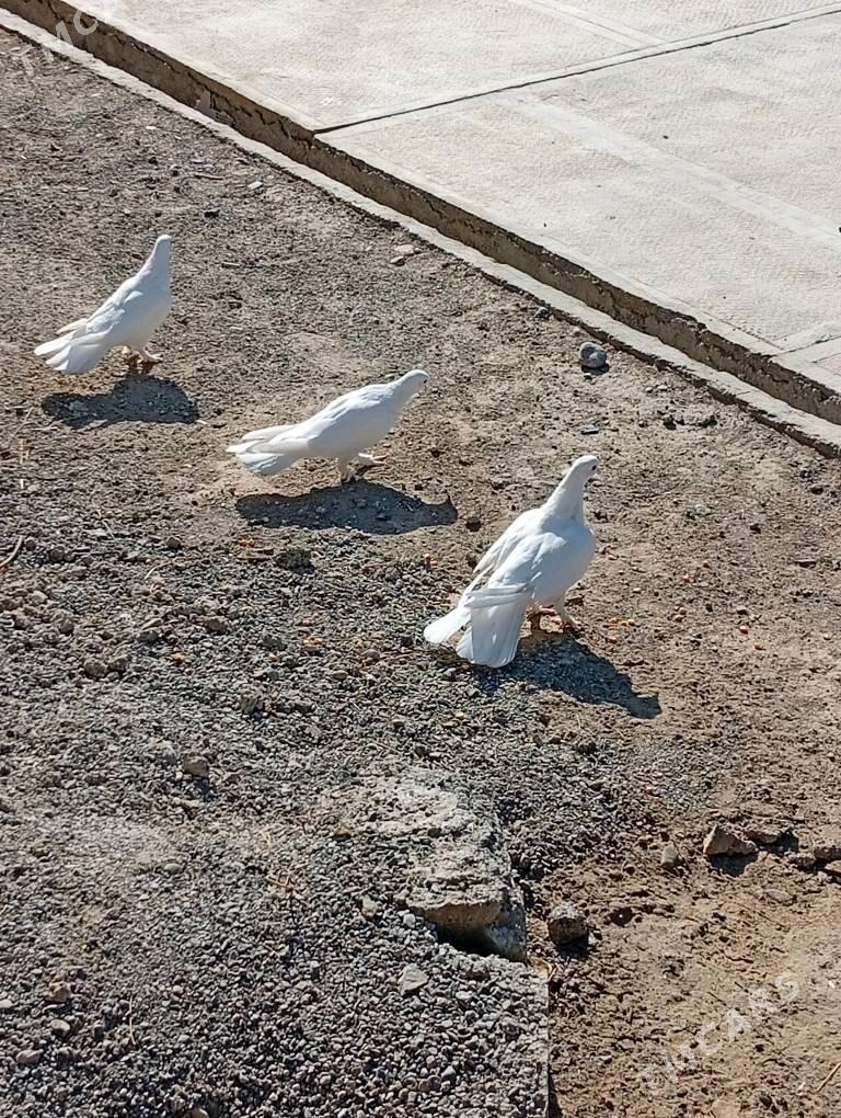 Kepderi - Änew - img 2