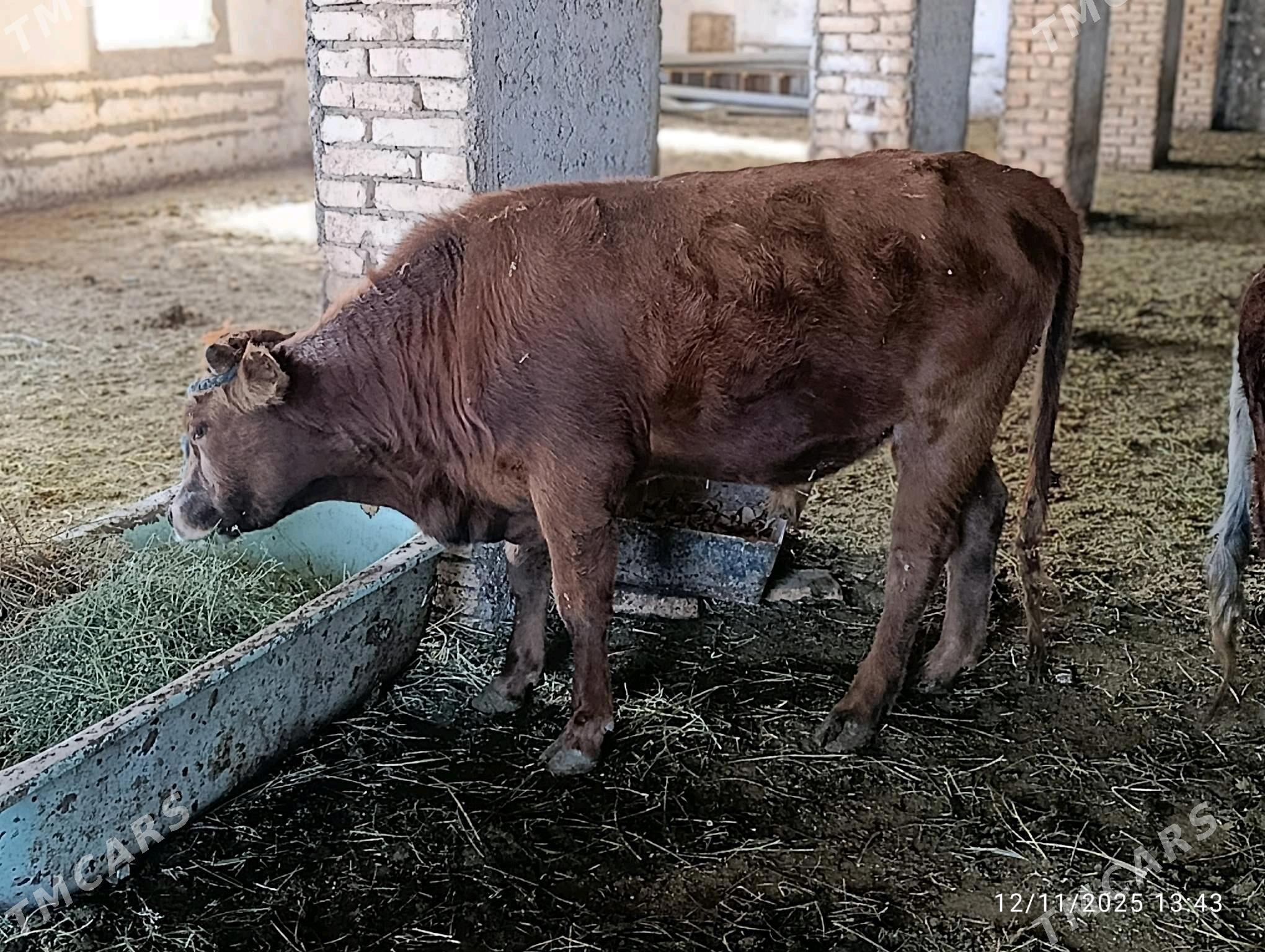 okuz - Ýolöten - img 2