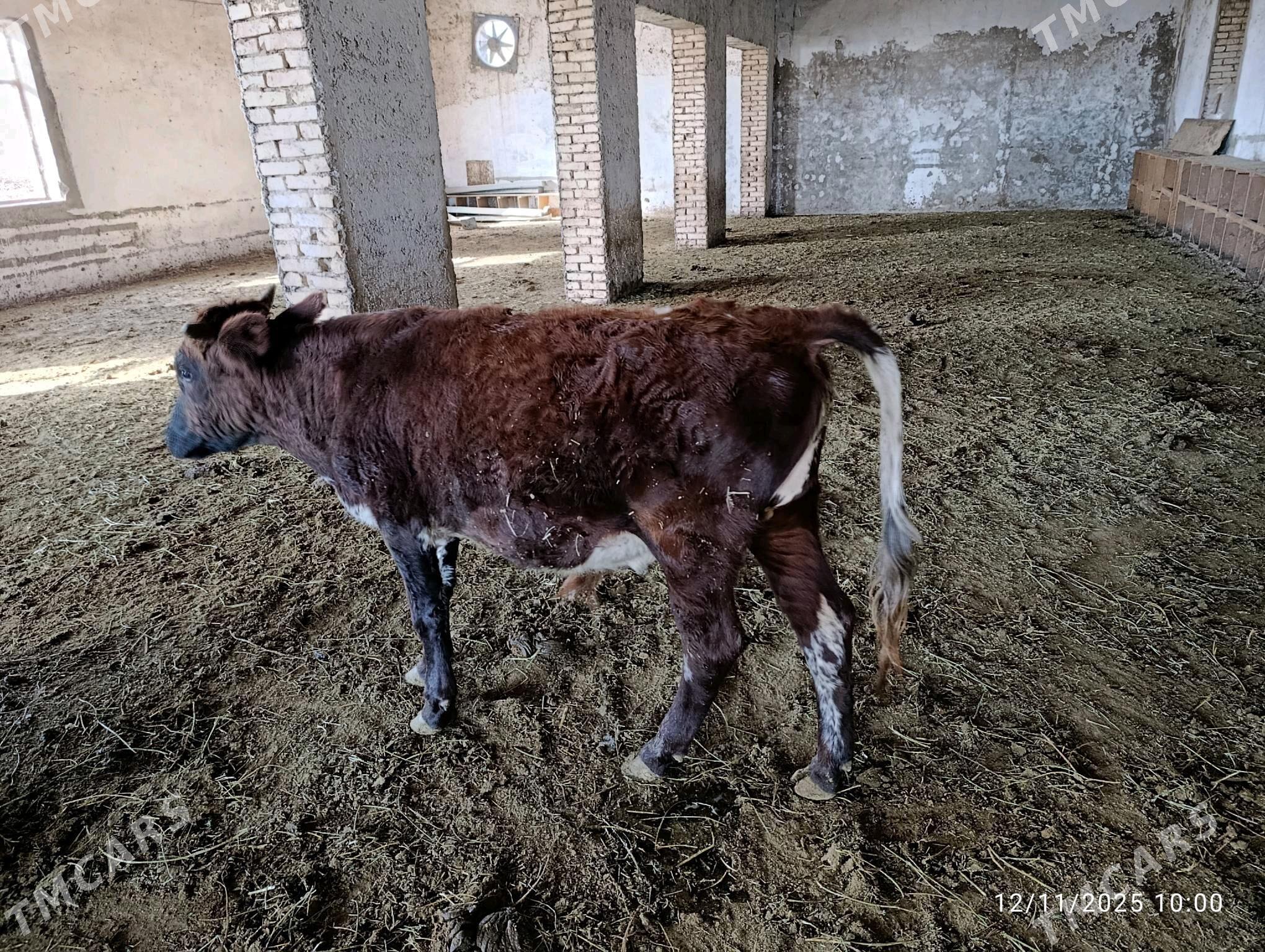 okuz - Ýolöten - img 5