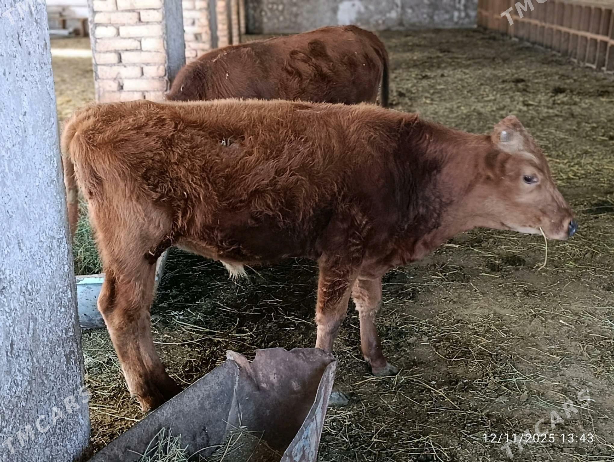 okuz - Ýolöten - img 7