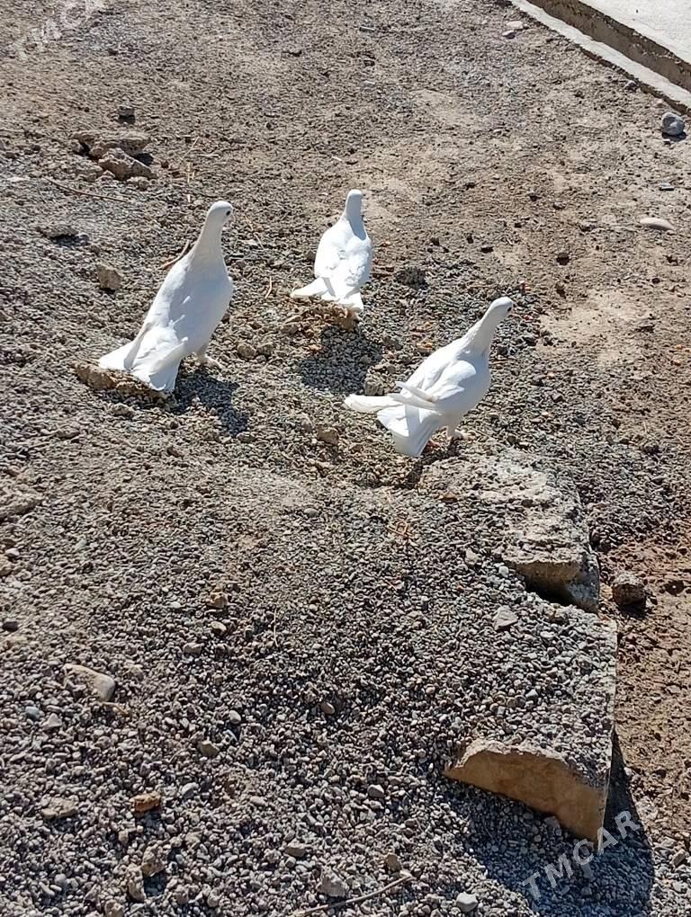 Kepderi - Änew - img 5