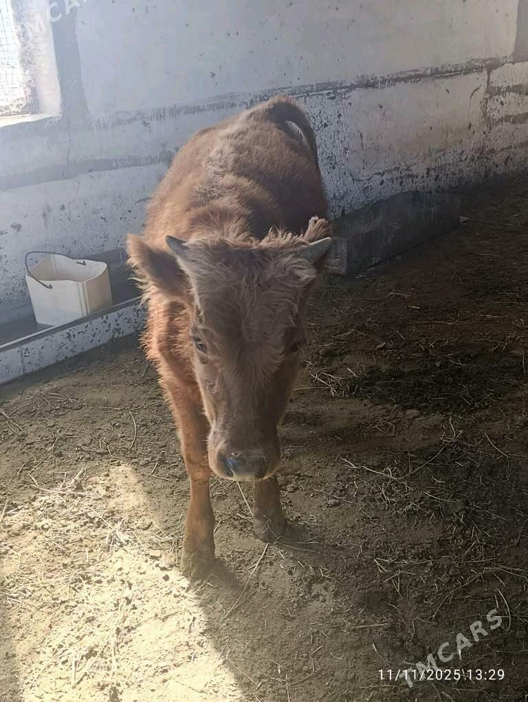 okuz - Ýolöten - img 8