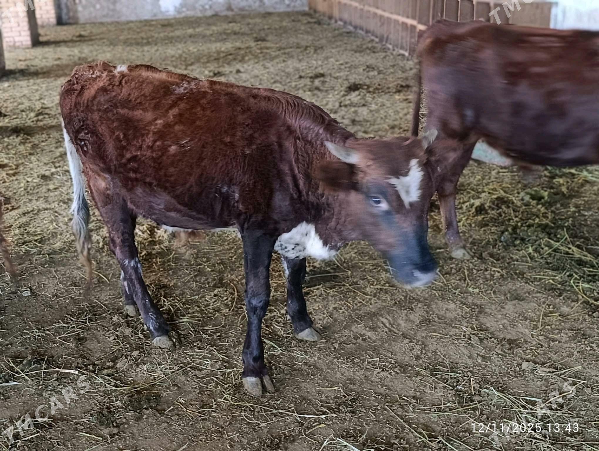 okuz - Ýolöten - img 6