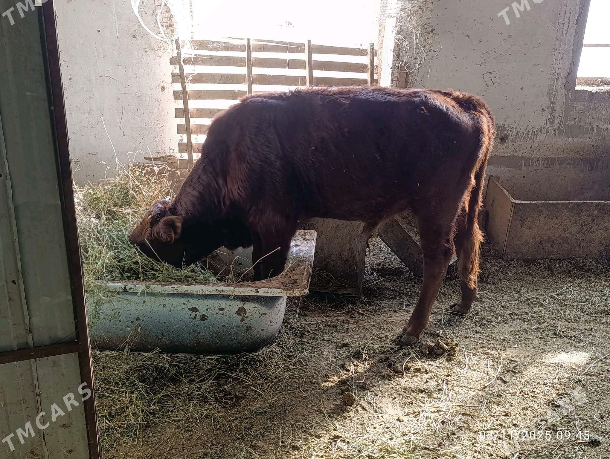 okuz - Ýolöten - img 3