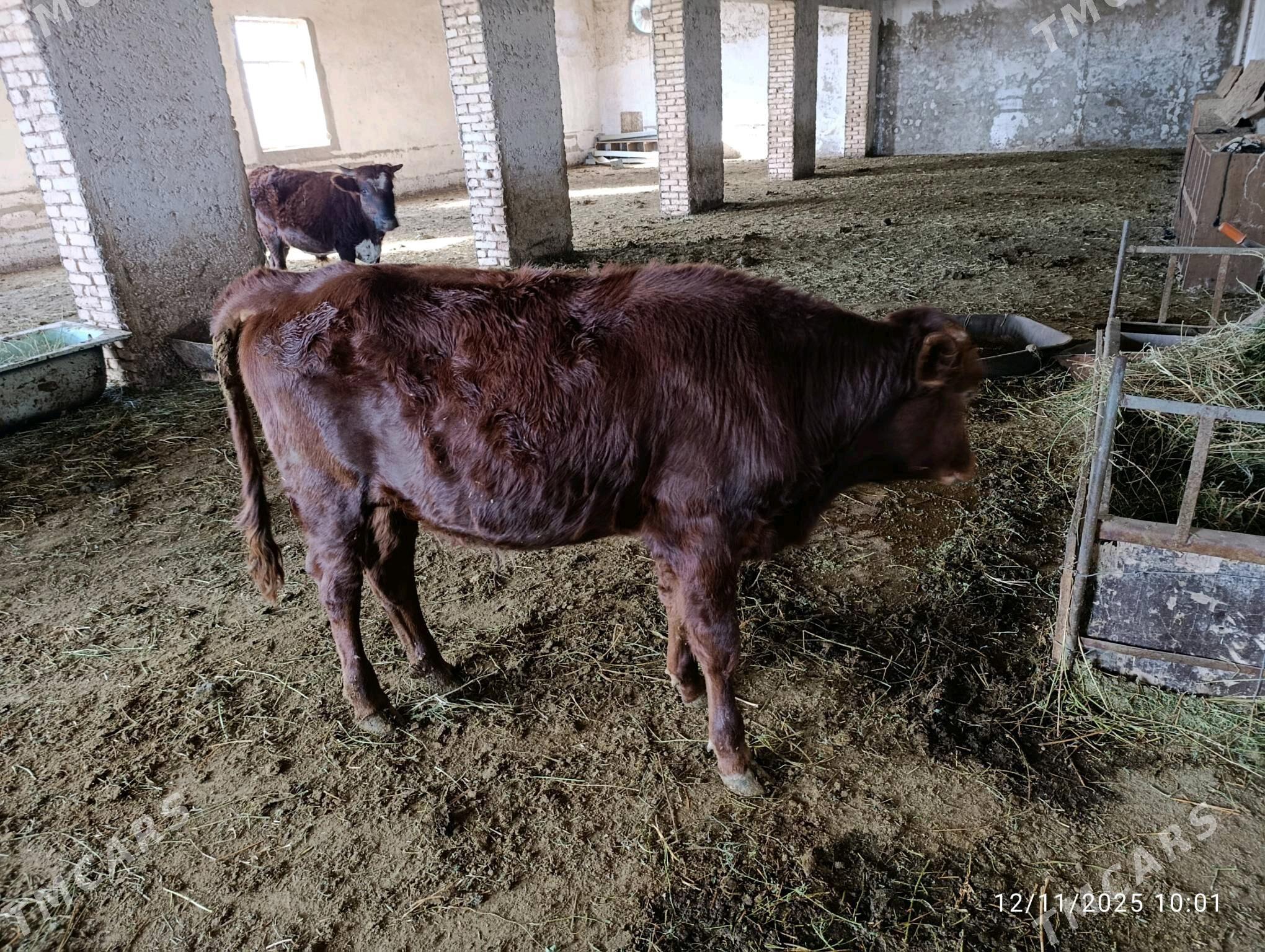 okuz - Ýolöten - img 4