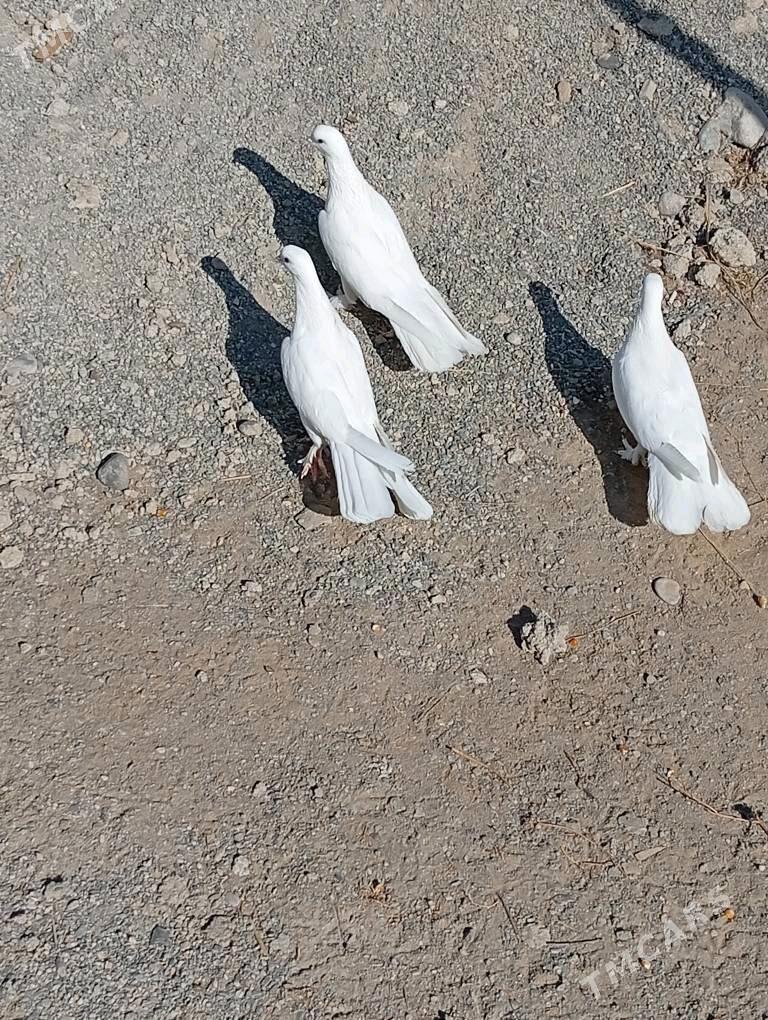 Kepderi - Änew - img 4