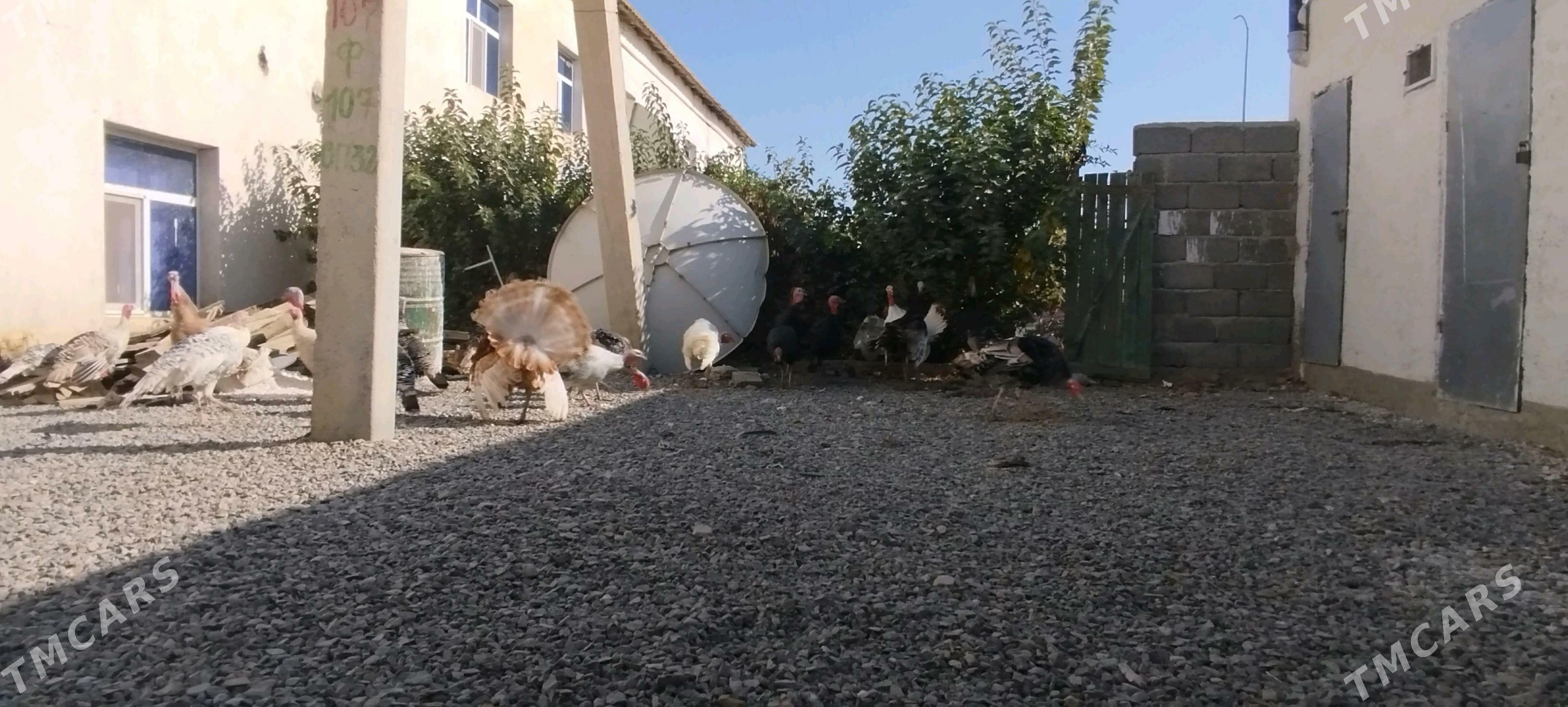 induk tovuk - Gyzylarbat - img 2