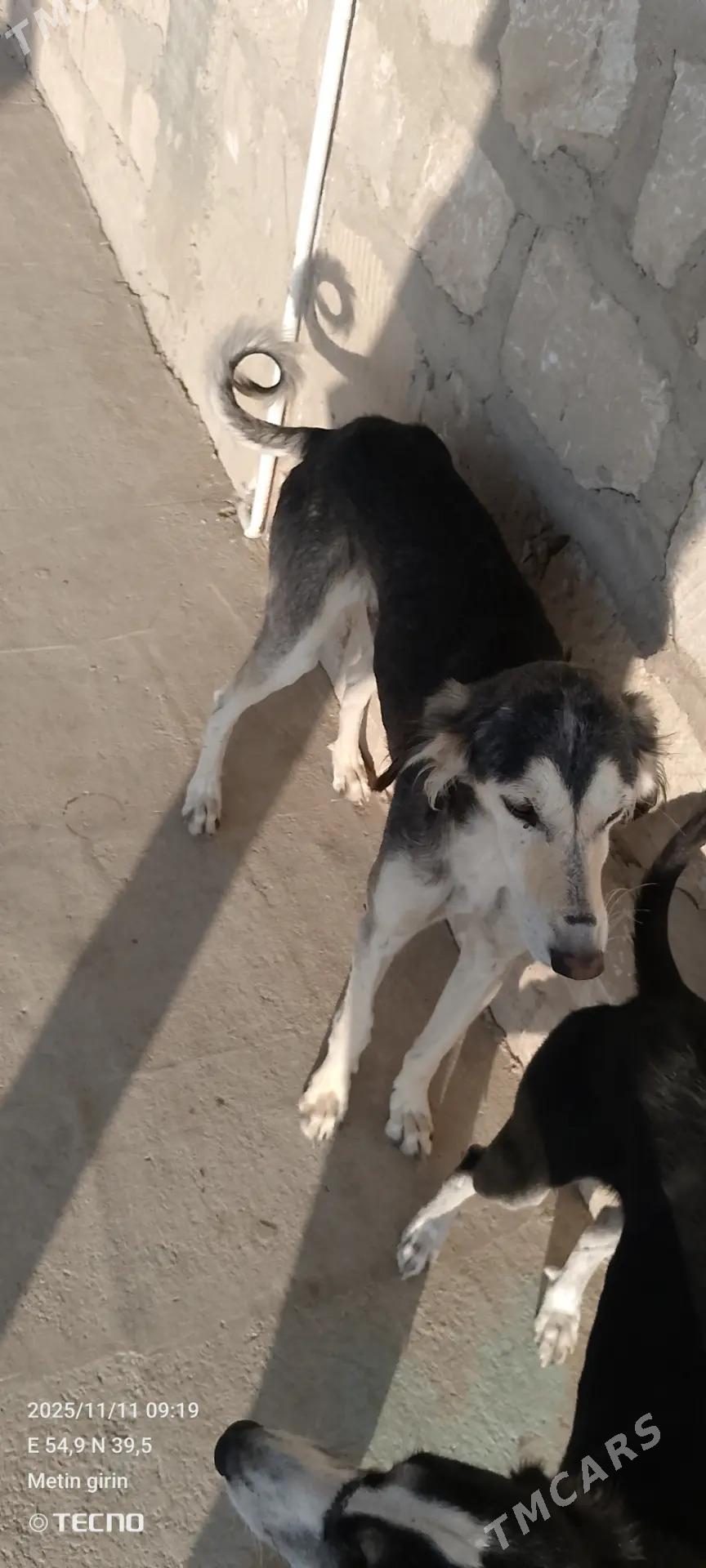 Tazy - Балканабат - img 6