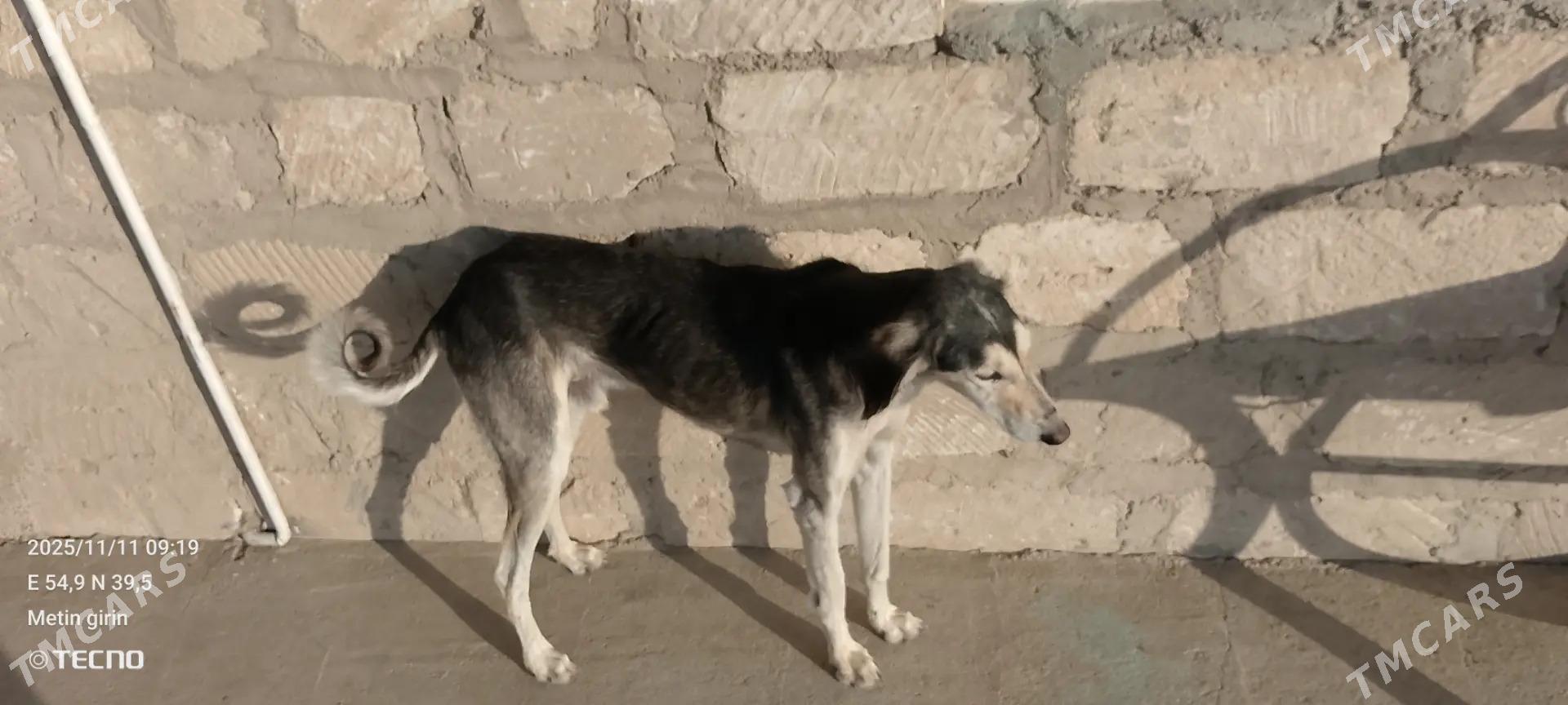 Tazy - Балканабат - img 3