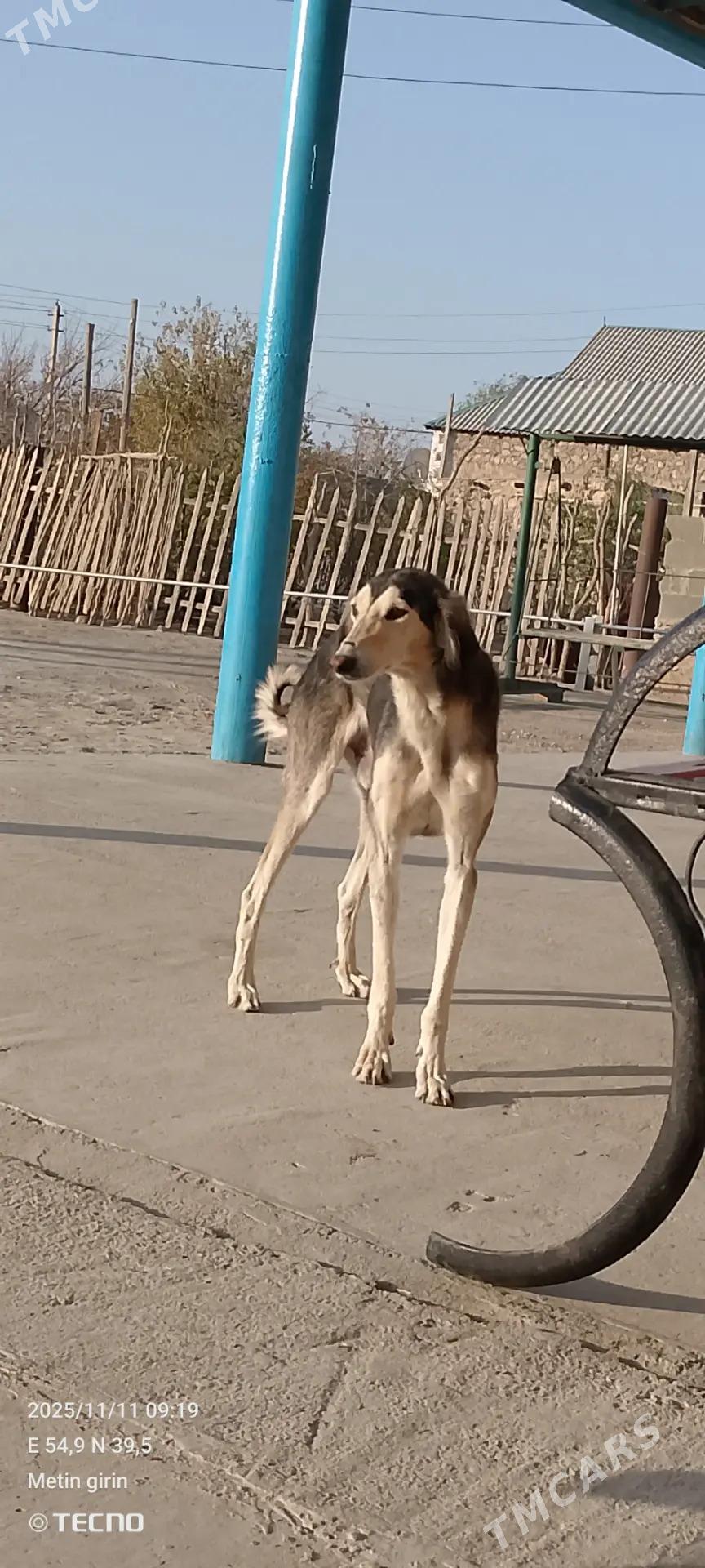 Tazy - Балканабат - img 4