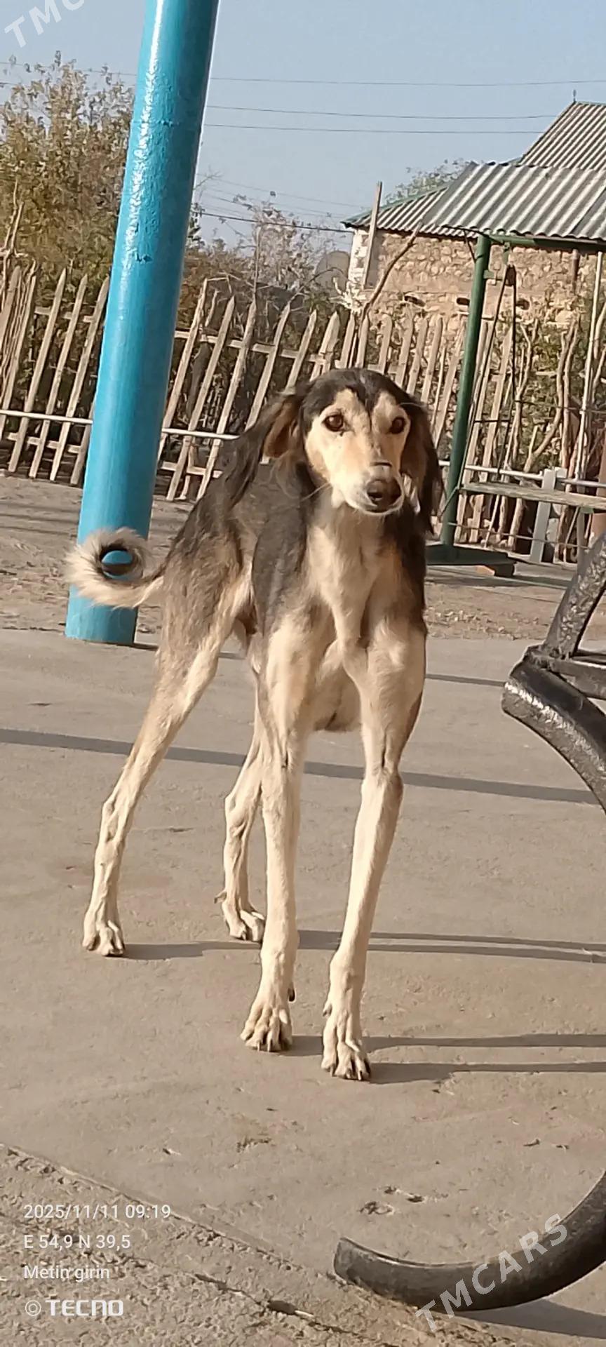 Tazy - Балканабат - img 5