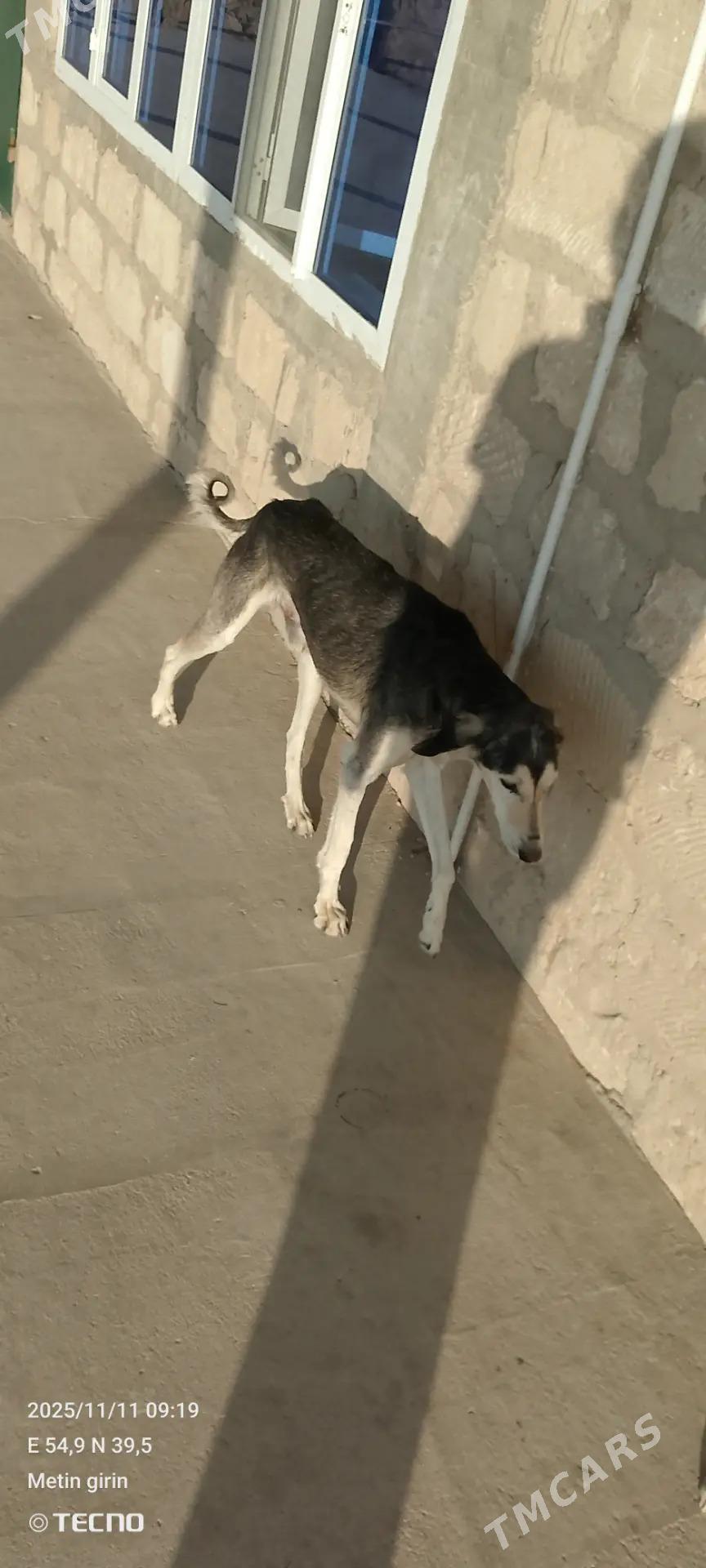 Tazy - Балканабат - img 2