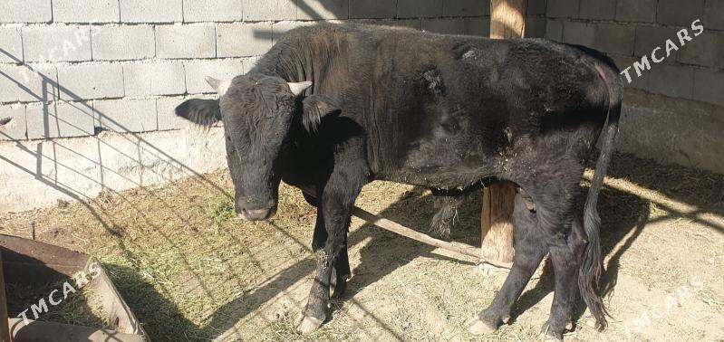 okuz - Gökdepe - img 2