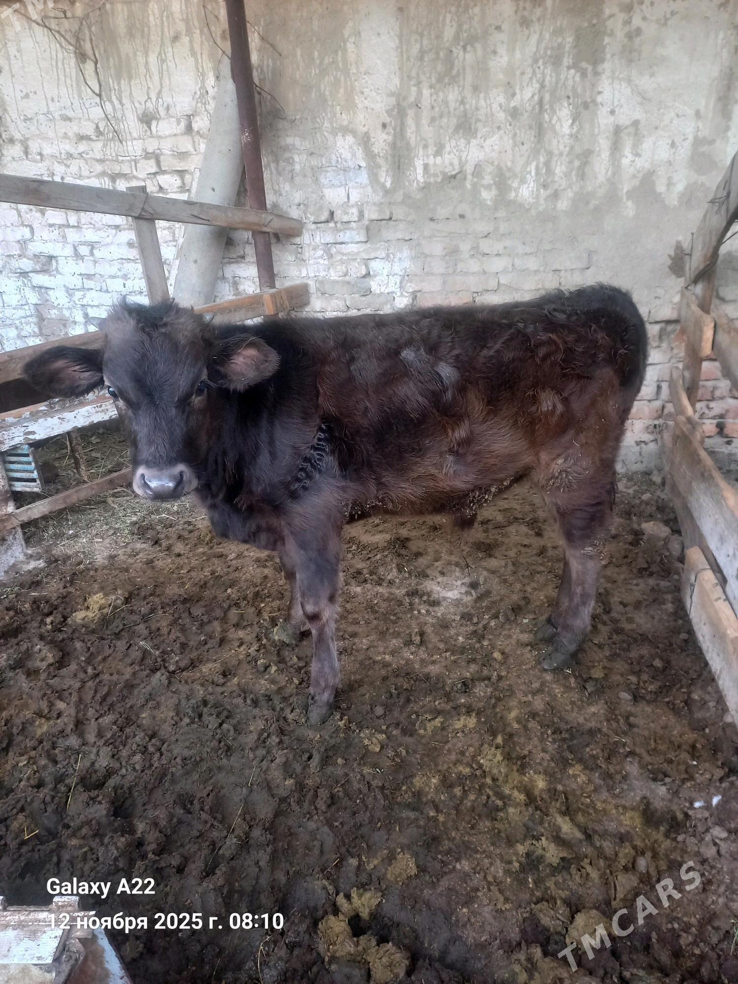 okuz - Bäherden - img 3