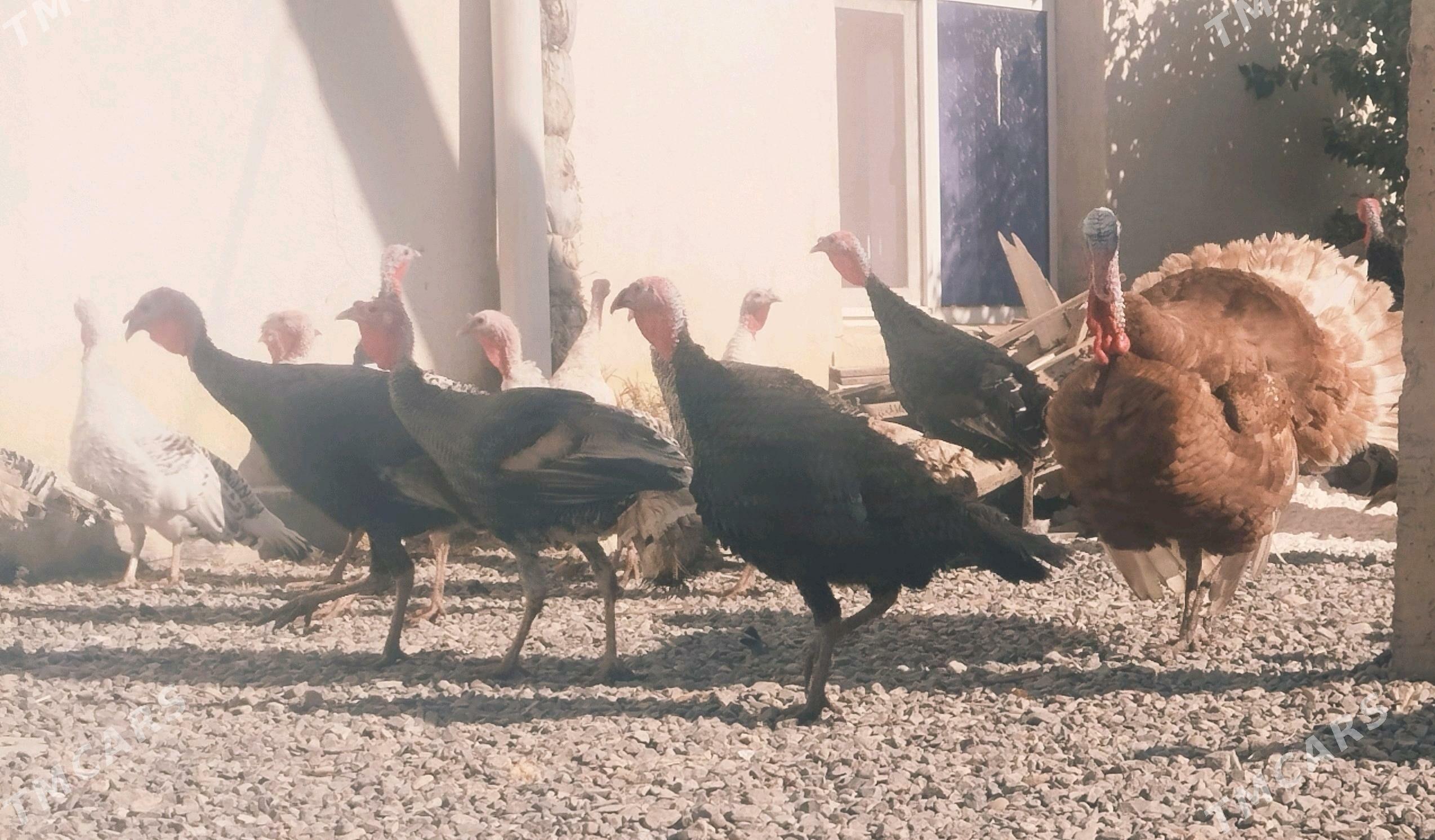 induk tovuk - Gyzylarbat - img 4