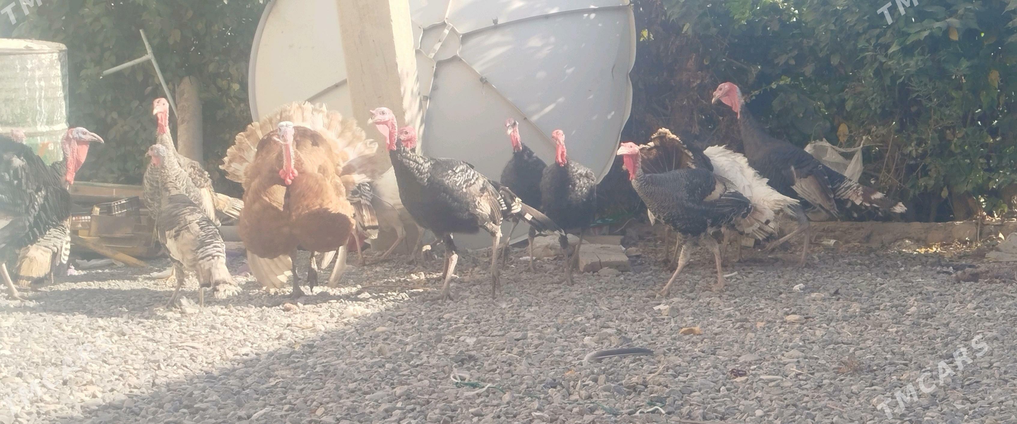 induk tovuk - Gyzylarbat - img 3